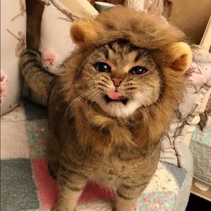 Meet your Posher, Leslie